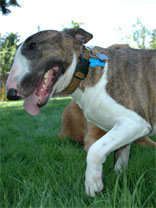 Disko in the back yard, 2005